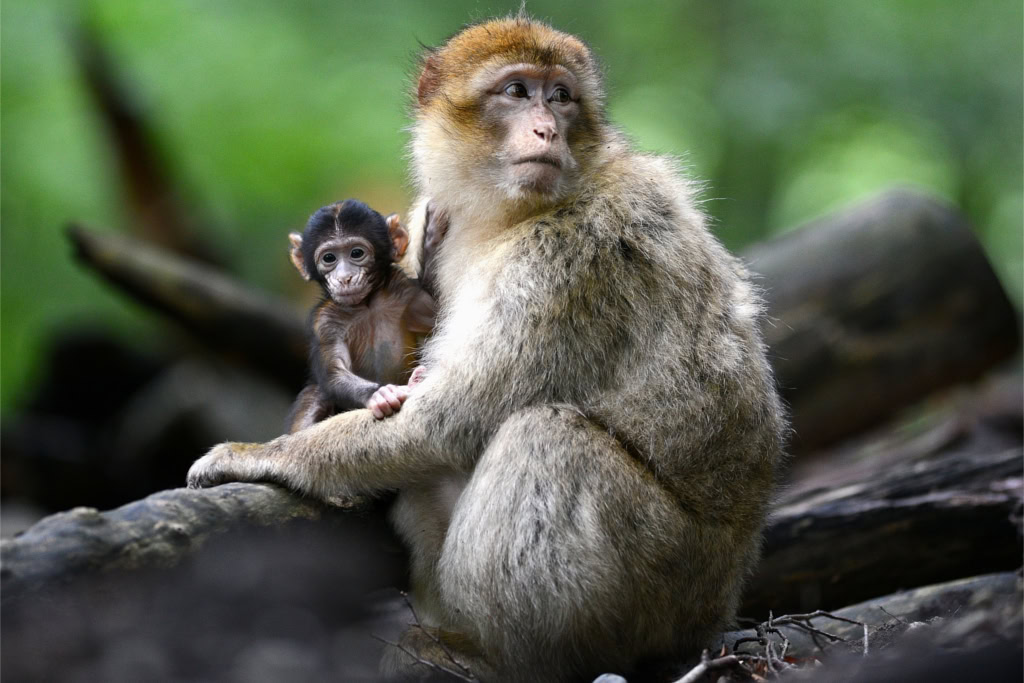 Affe mit Baby