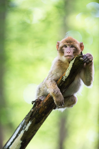 Affe am Baumstamm Affe am Baumstamm
