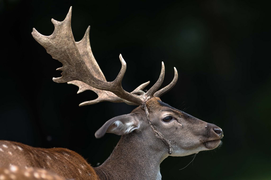 Hirsch Hirsch