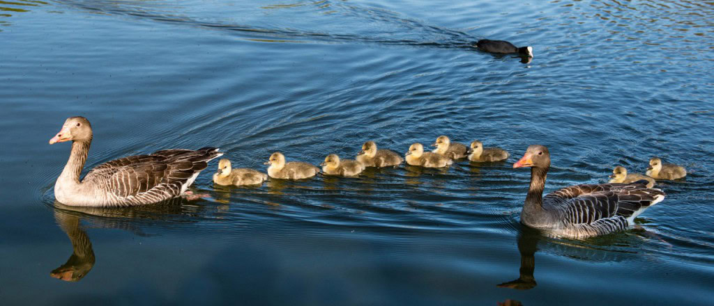 Graugans Familie Graugans Familie