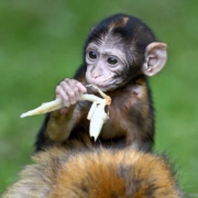 Affenkind beim Fressen