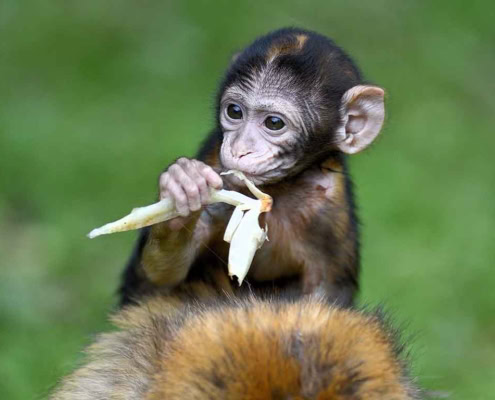 Affenkind beim Fressen