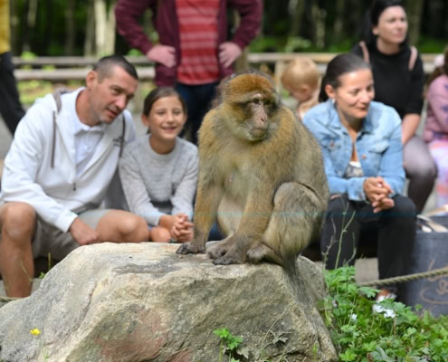 Familie im Affenfreigehege