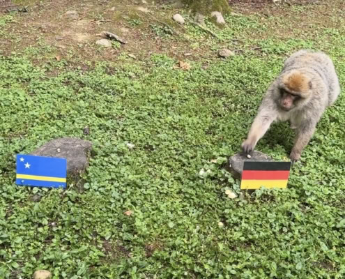 Ein Affe trifft zwischen den Flaggen Deutschlands und Curaçaos eine Entscheidung für Deutschland.